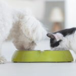 [:ca]Idees de Menjar i Begudes Refrescants per a Gossos i Gats: Mantén-los frescos a l’estiu[:es]Ideas de Comida y Bebidas Refrescantes para Perros y Gatos: Mantenlos frescos en verano[:]